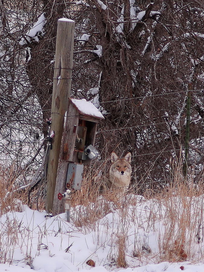 Coyote Lurking Photograph by Katie Keenan