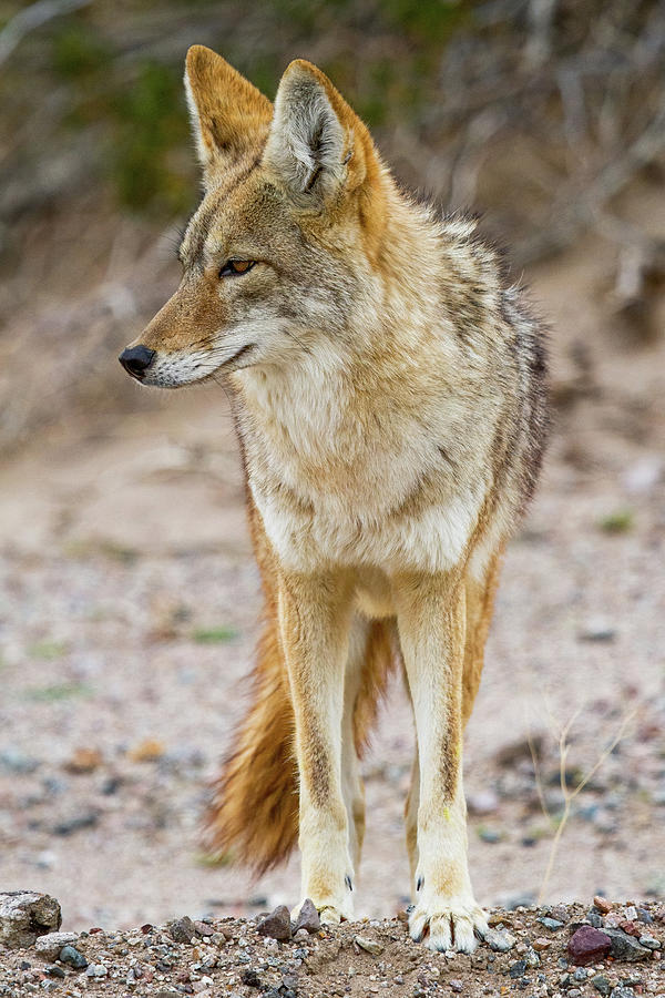 Coyote Meeting Photograph
