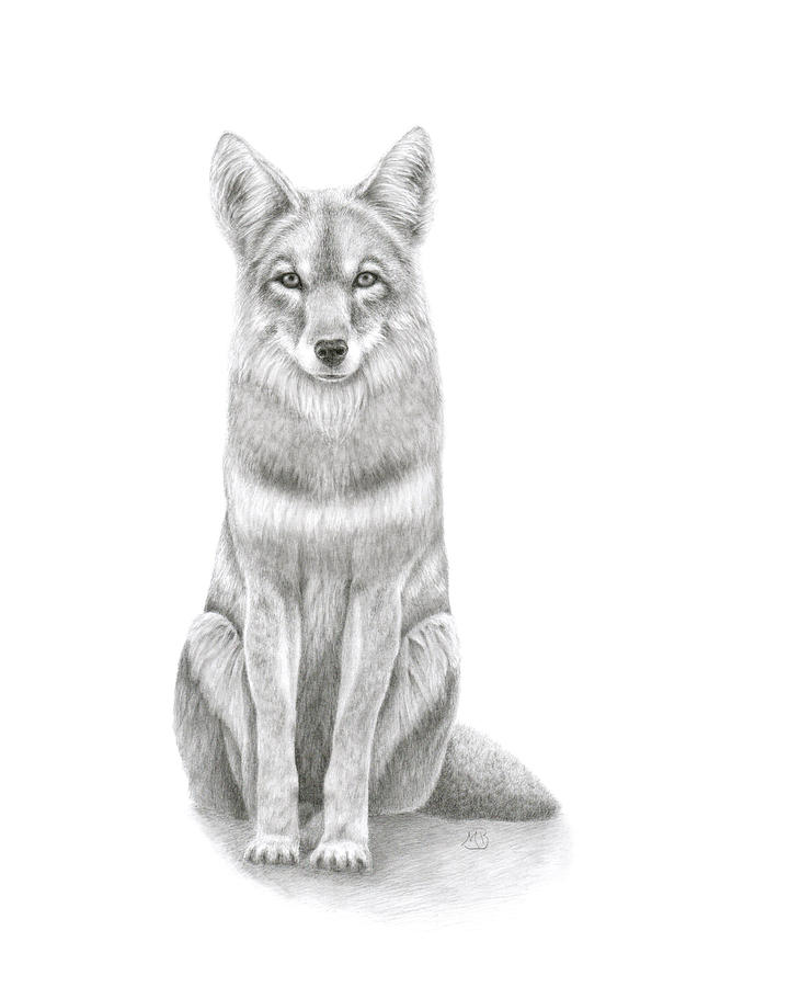 Coyote Drawing by Monica Burnette