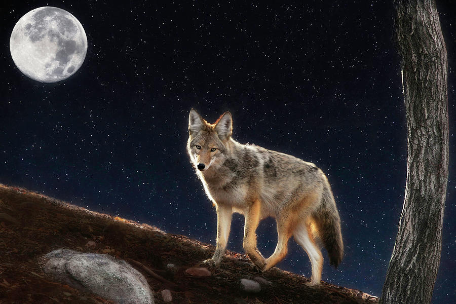 coyote moon