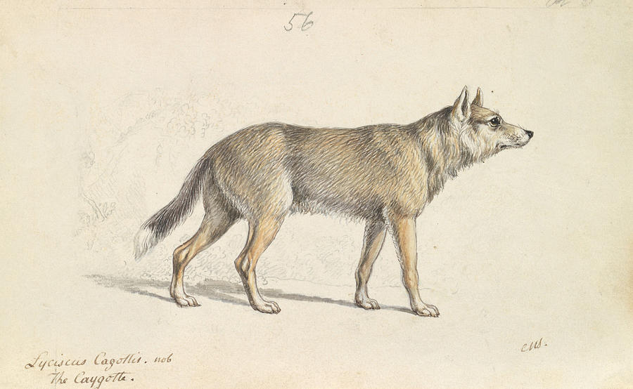 Coyote of Mexico Drawing by Charles Hamilton Smith