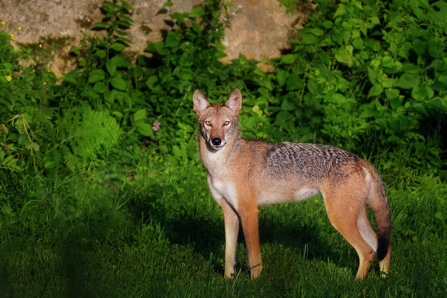 Coyote of Summer Photograph by Bill Wakeley