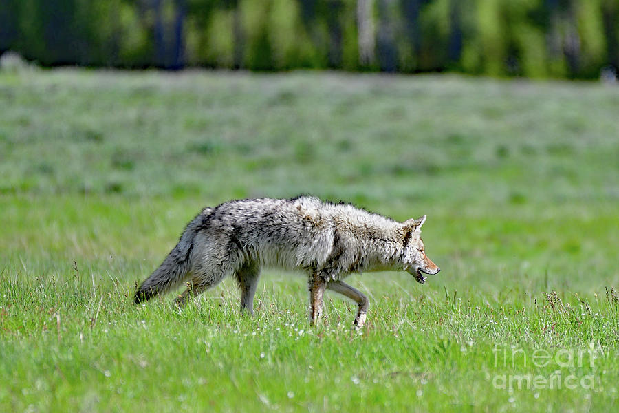 Coyote on a Stroll Photograph by Amazing Action Photo Video