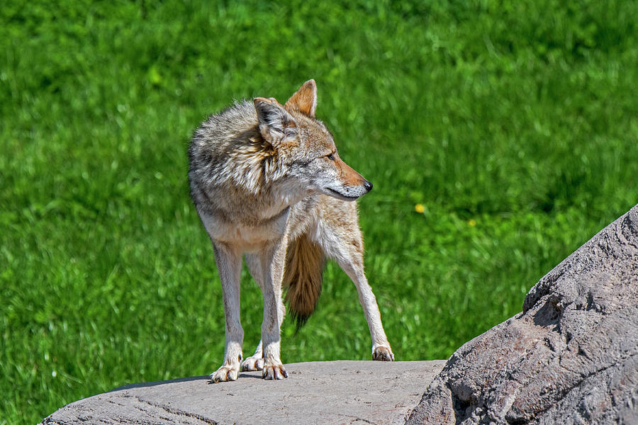 Coyote on Boulder Photograph by Arterra Picture Library
