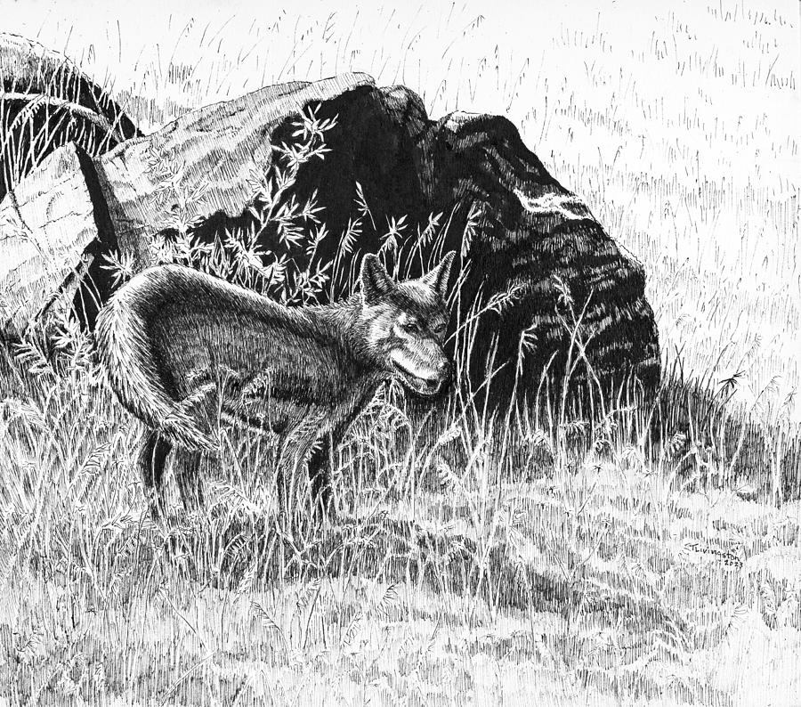Coyote On Oregon Mountain Drawing by Timothy Livingston