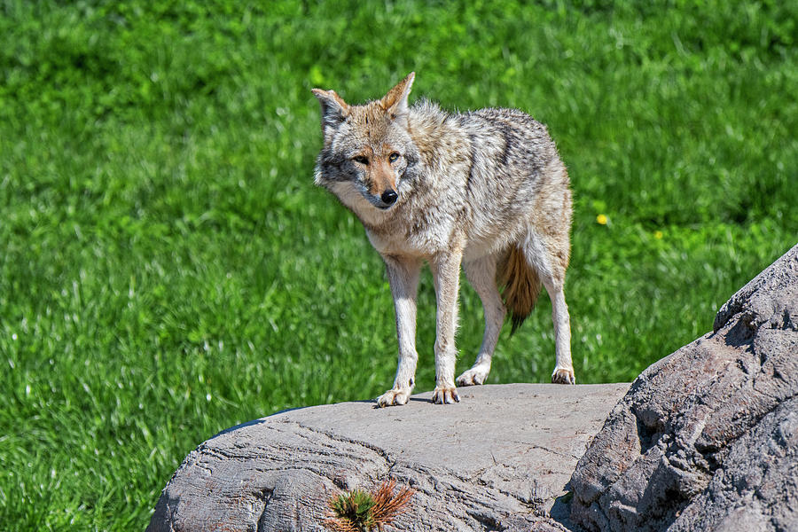 Coyote on Rock Photograph by Arterra Picture Library