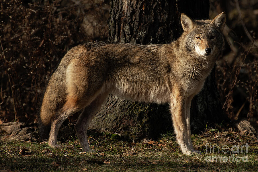 Coyote on the edge of the woods Photograph by JT Lewis