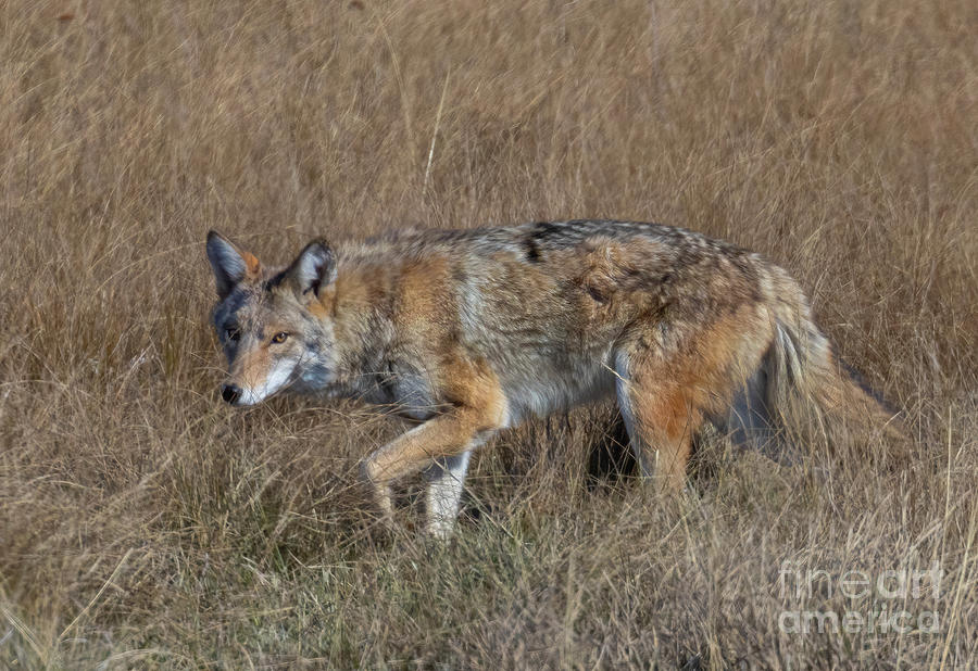 Coyote on the Hunt Photograph by Steven Krull