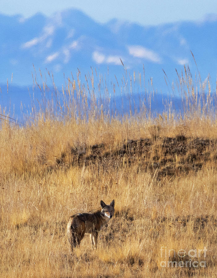 Coyote on the Ridge Photograph by Steven Krull