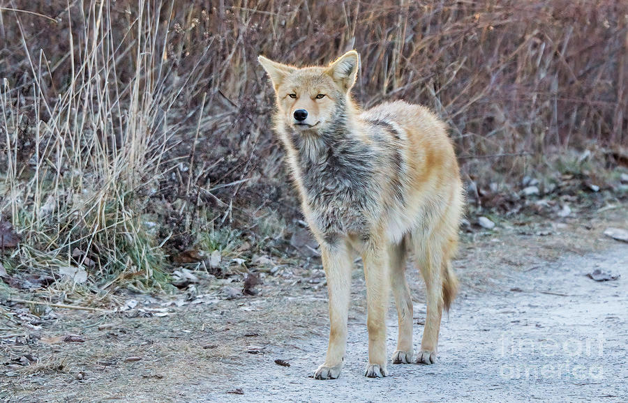 Wildlife Photograph - Coyote On Trail by Charline Xia