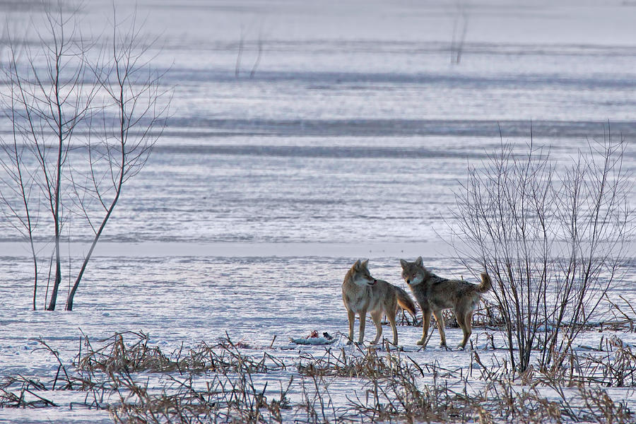 Coyote Pair on Ice Photograph by Nikolyn McDonald