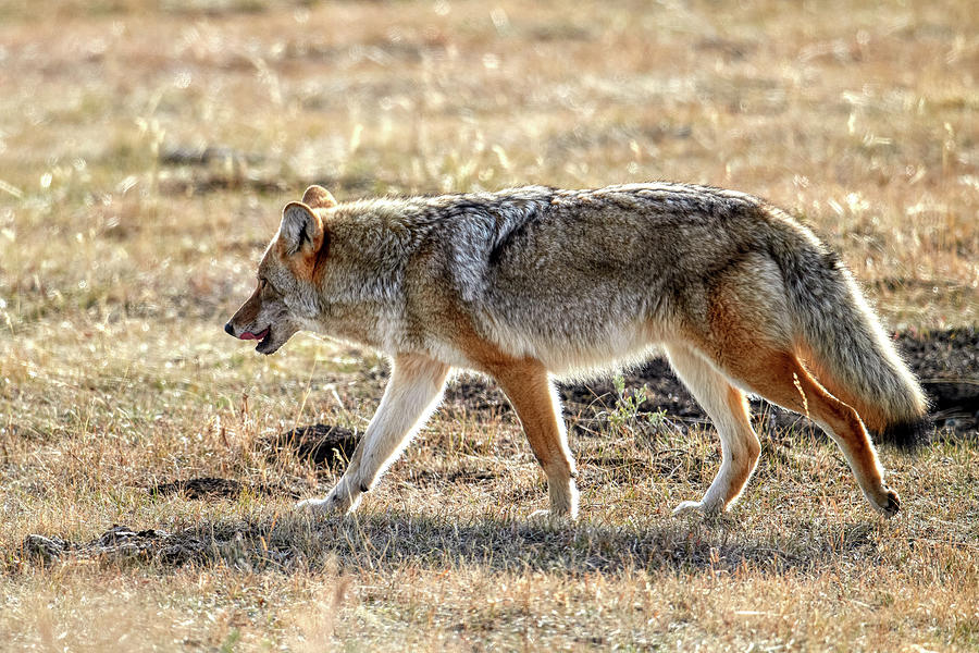 Coyote Photograph by Paul Freidlund
