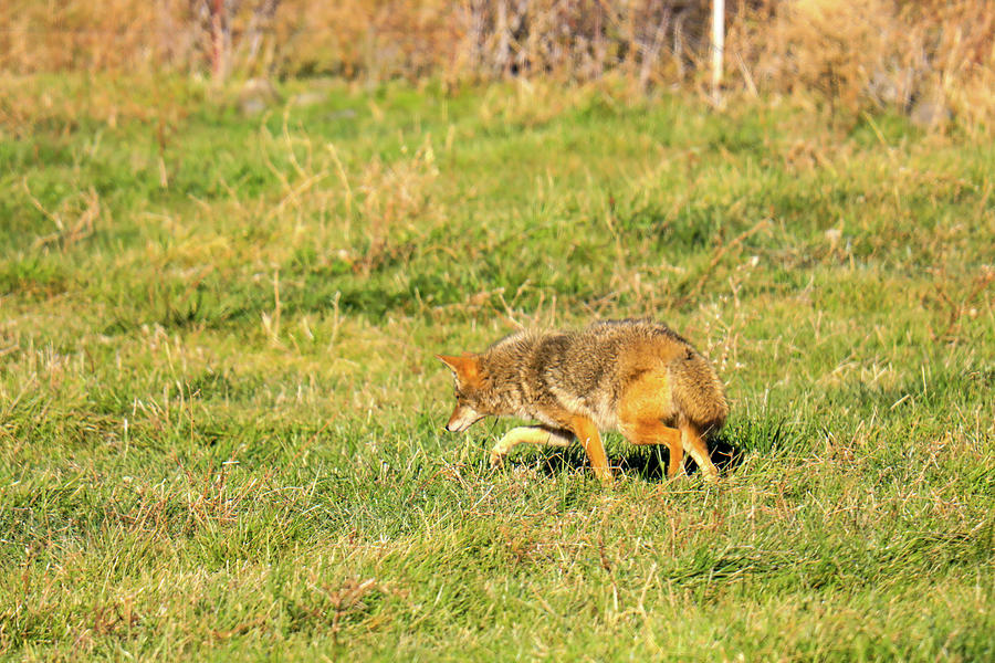 Coyote Pawing At Prey Photograph