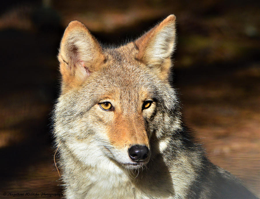 Coyote Portrait Photograph by Mark and Kim Nagelhout - Pixels