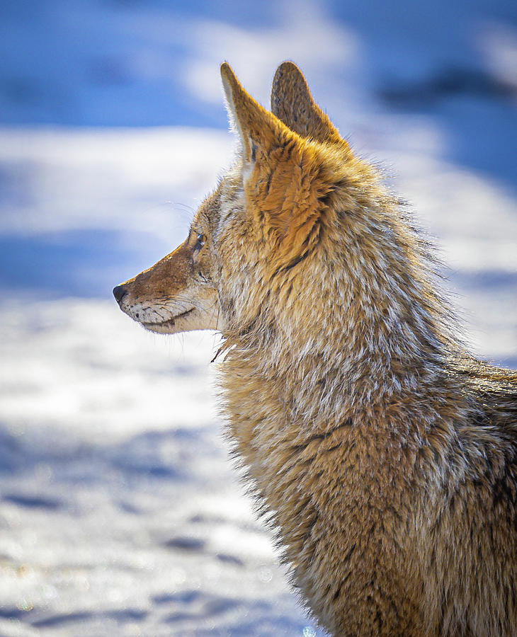 Coyote Portrait Photograph by Mark Mille