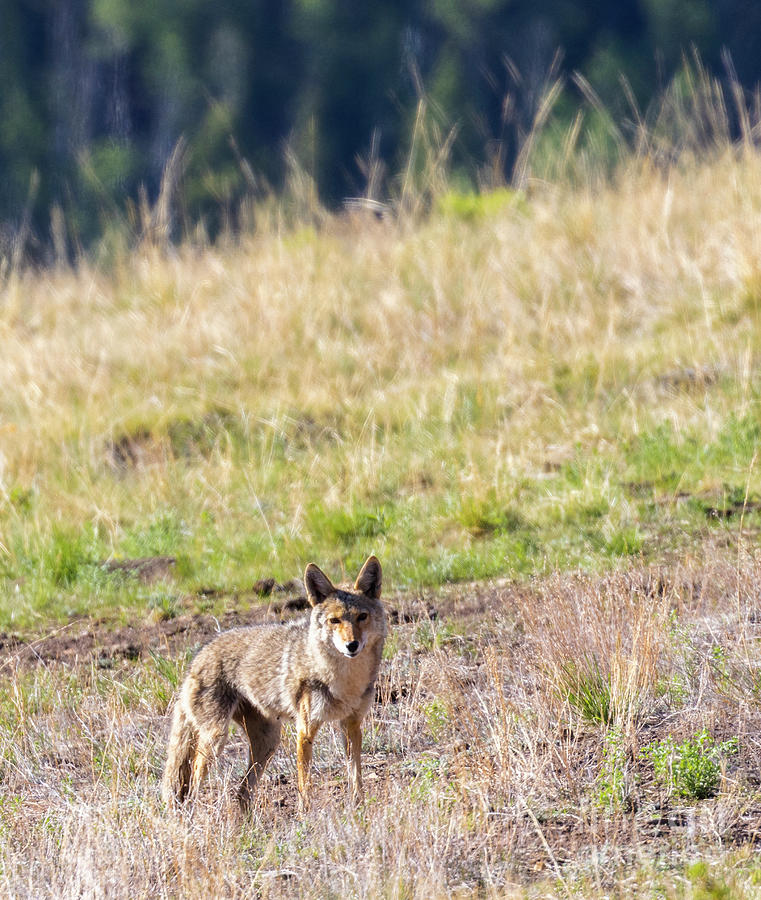 Coyote Portrait Photograph