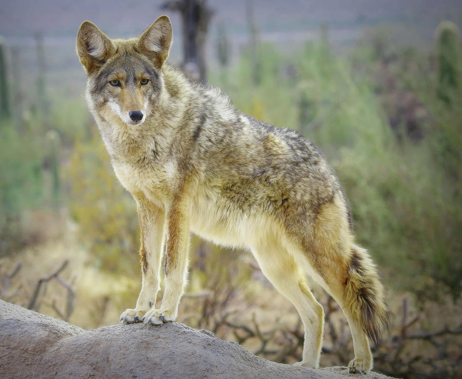 Coyote Posing Photograph by Elaine Malott