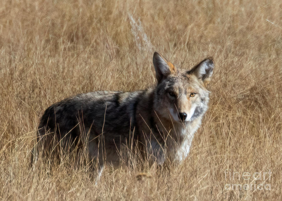 Coyote Posing for the Camera Photograph by Steven Krull