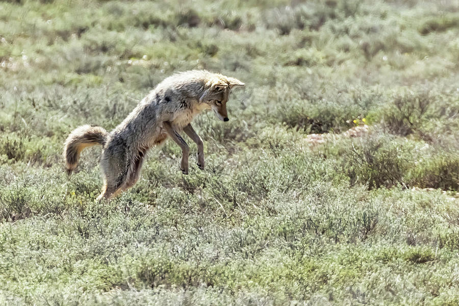 Coyote Pouncing While Hunting a Rodent, No. 1 Photograph by Belinda Greb