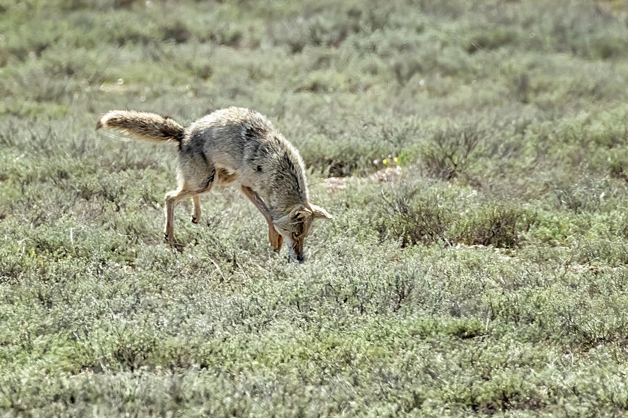 Coyote Pouncing While Hunting a Rodent, No. 2 Photograph by Belinda Greb