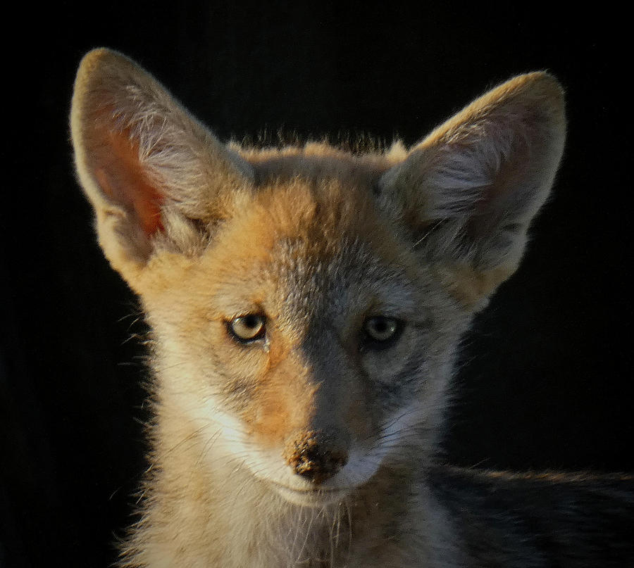 Coyote Pup Photograph by Bob Geary