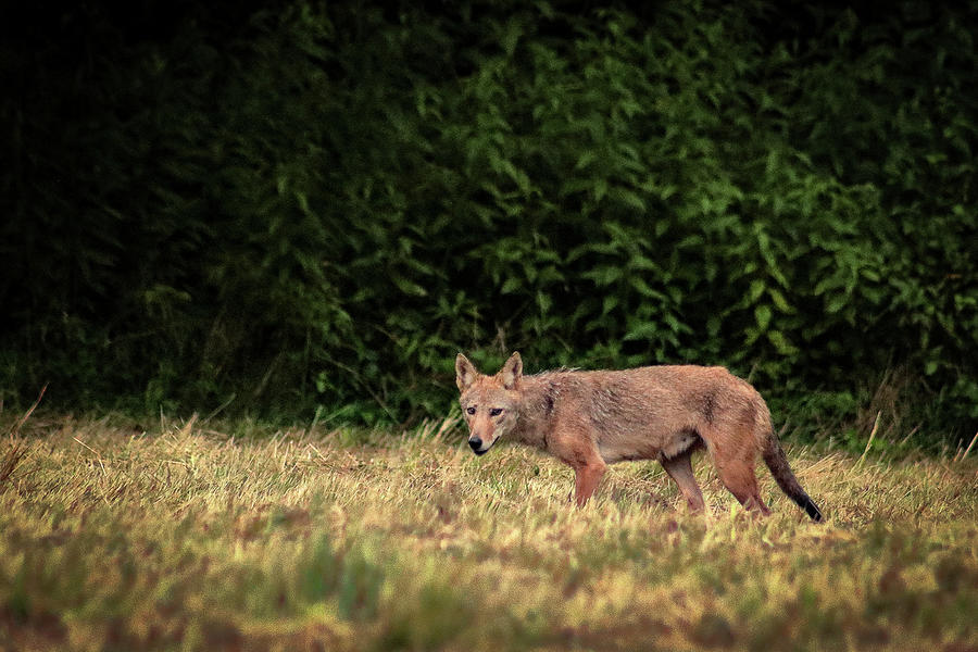 Coyote Pup Photograph by Bruce Patrick Smith