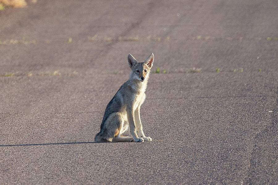 Coyote Pup On The Road Photograph