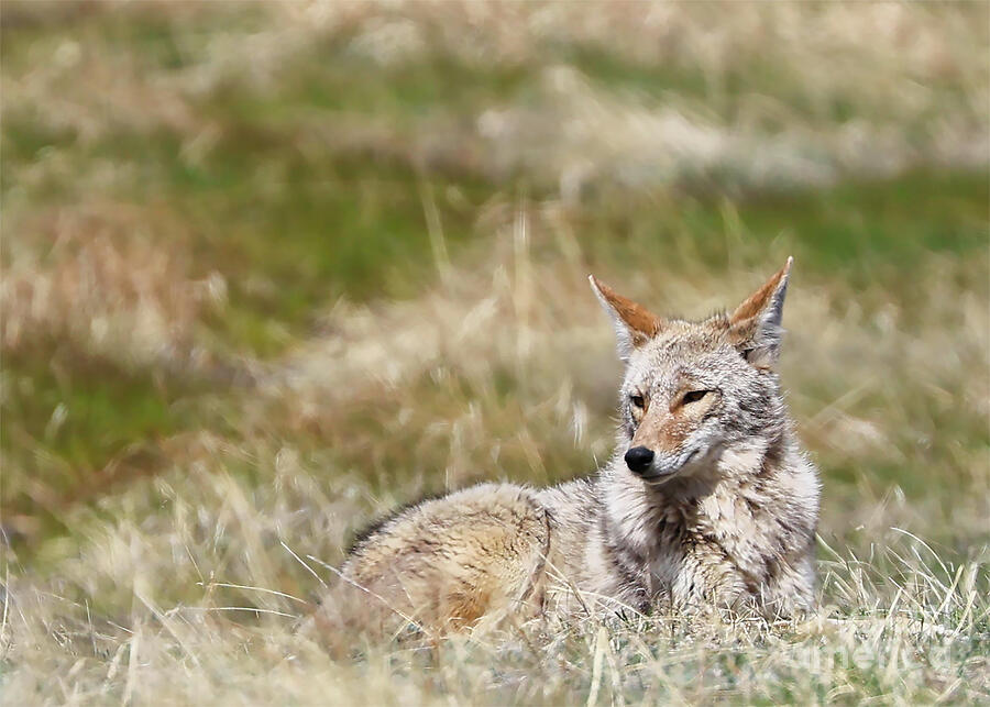 Coyote Resting in Grass Photograph by Shirley Dutchkowski Coyote Resting in Grass Photograph by Shirley Dutchkowski