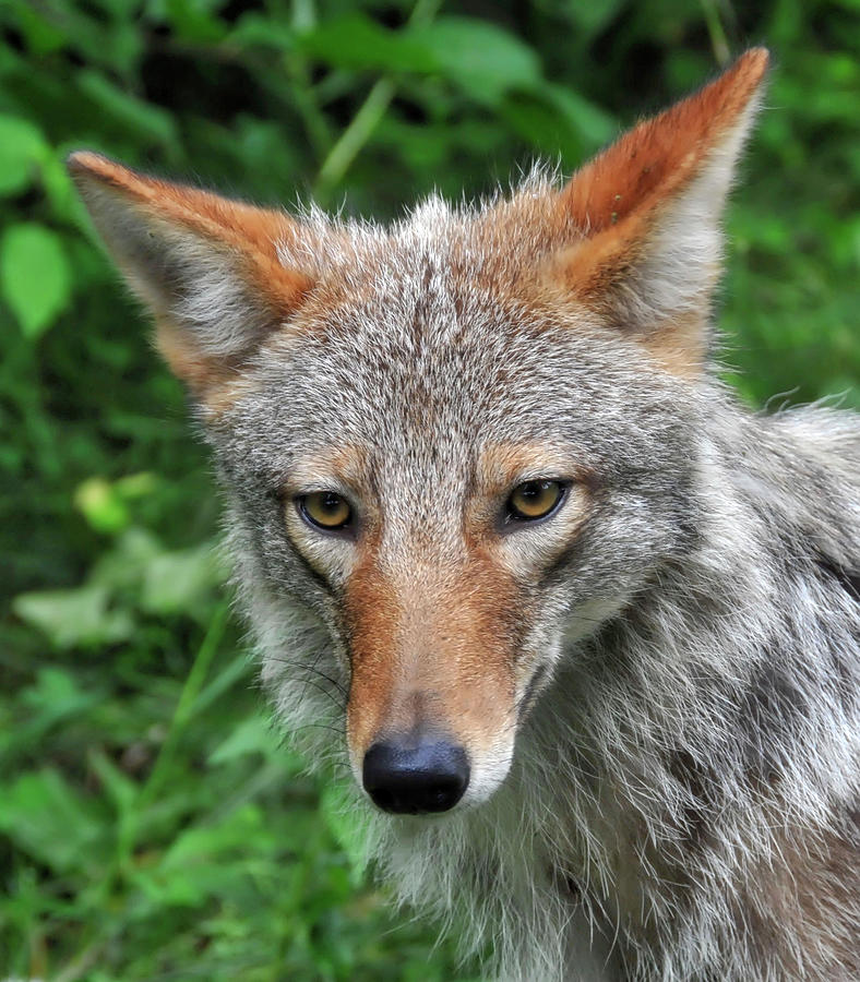 Coyote Photograph by Robert Libby