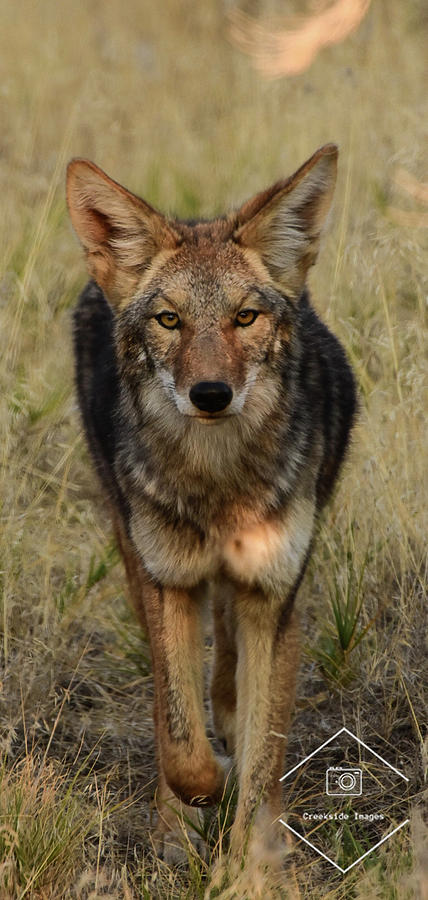 Coyote Photograph by Scott Gould