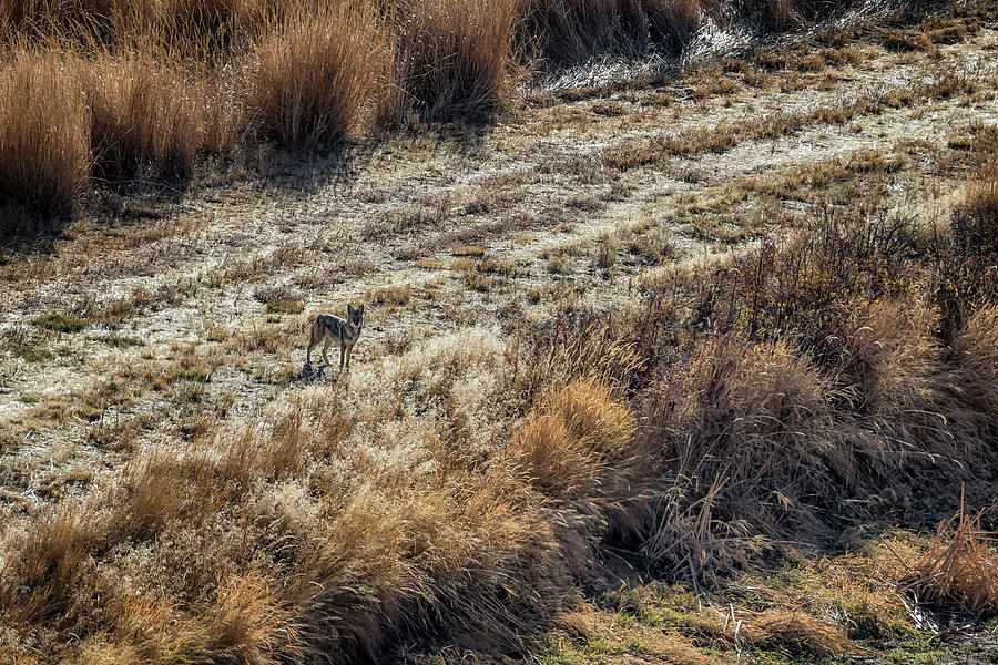 Coyote Seen from the Buena Vista Overlook at Malheur NWR Photograph by Belinda Greb