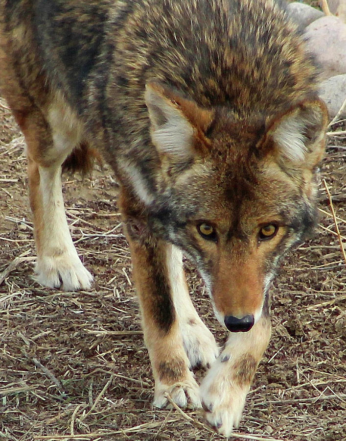 Coyote Photograph by Shirley Dutchkowski