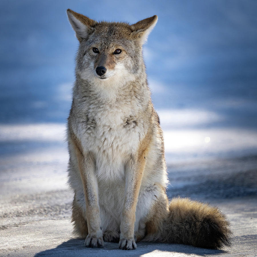 Coyote Sitting in Winter Photograph by Wesley Aston