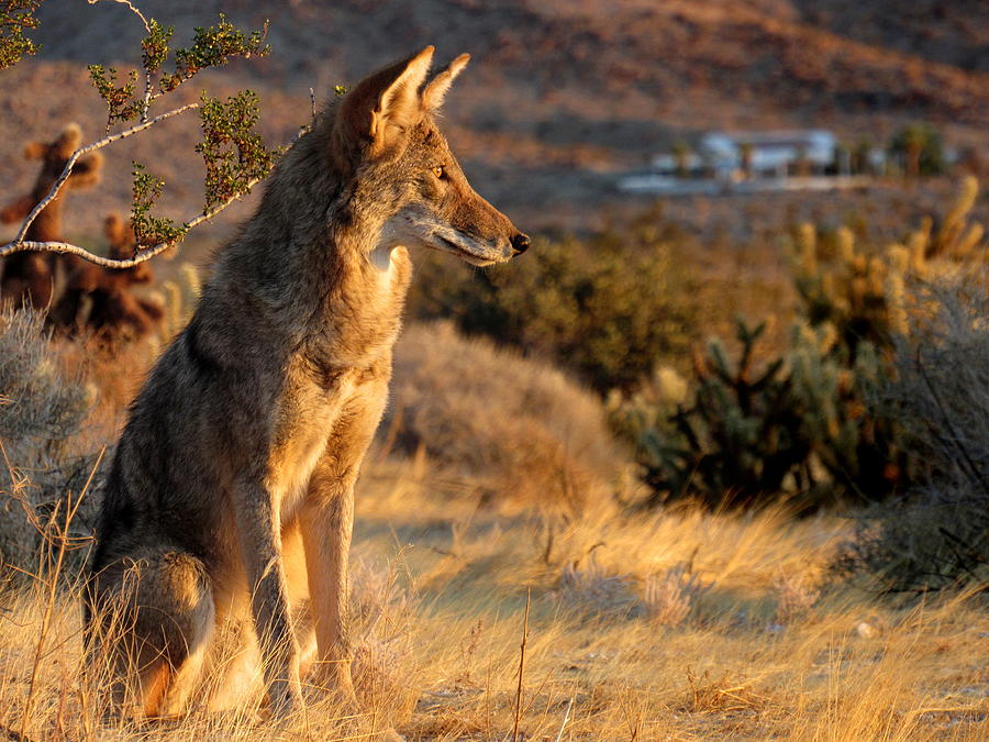Coyote sitting to contemplate sunrise Photograph by Sicco Rood - Pixels