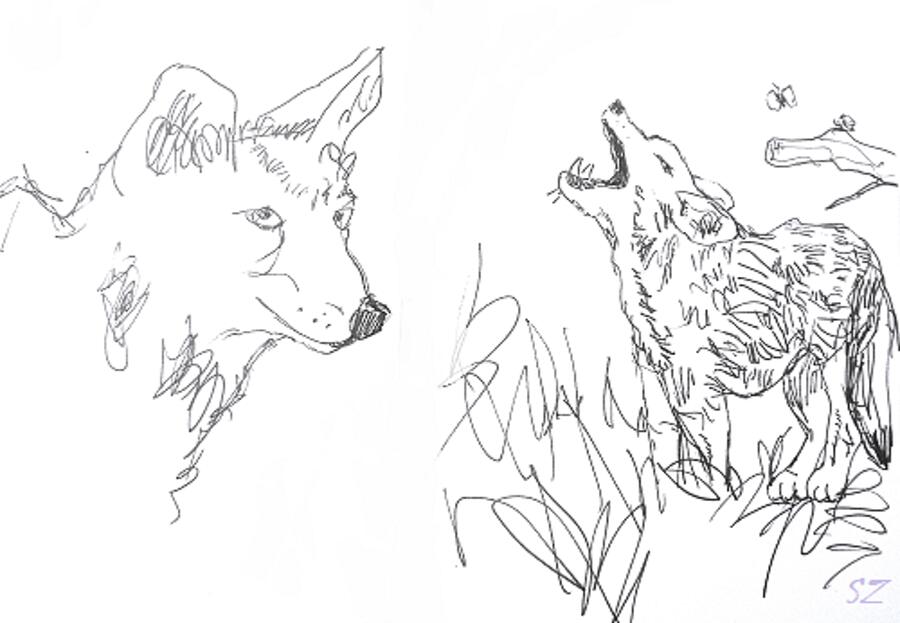 Coyote Sketches Drawing