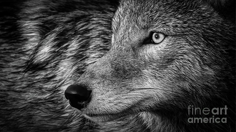 Coyote Stair Black and White Photograph by Todd Bielby - Fine Art America