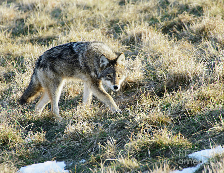 Coyote Stalking Prey Photograph by Ilene Hoffman