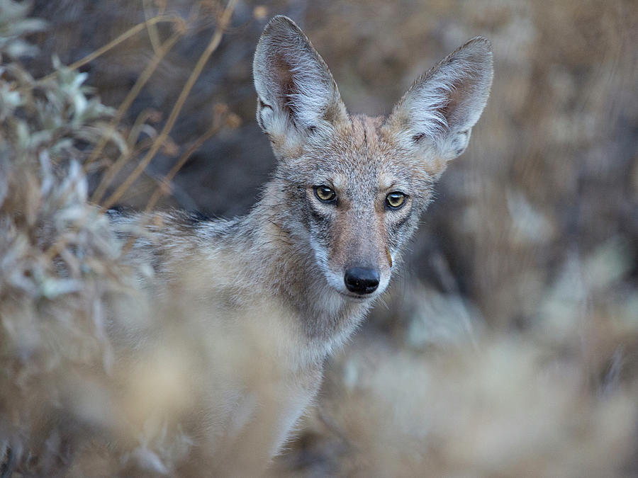 Coyote Look Photograph by Sue Cullumber