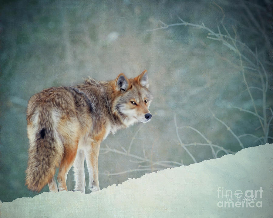 Coyote Digital Art by Tim Wemple