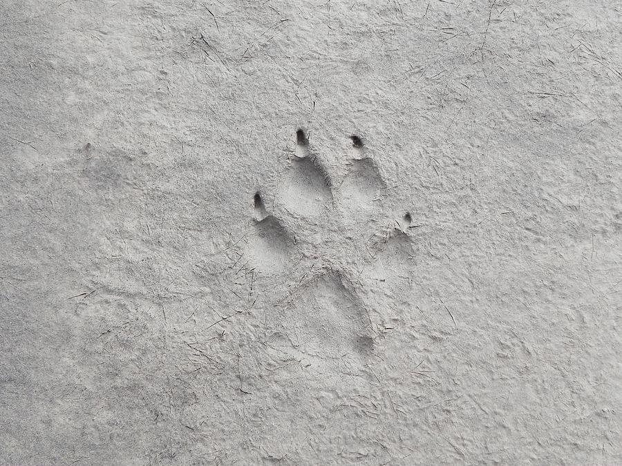 Coyote Track Photograph by Amanda R Wright