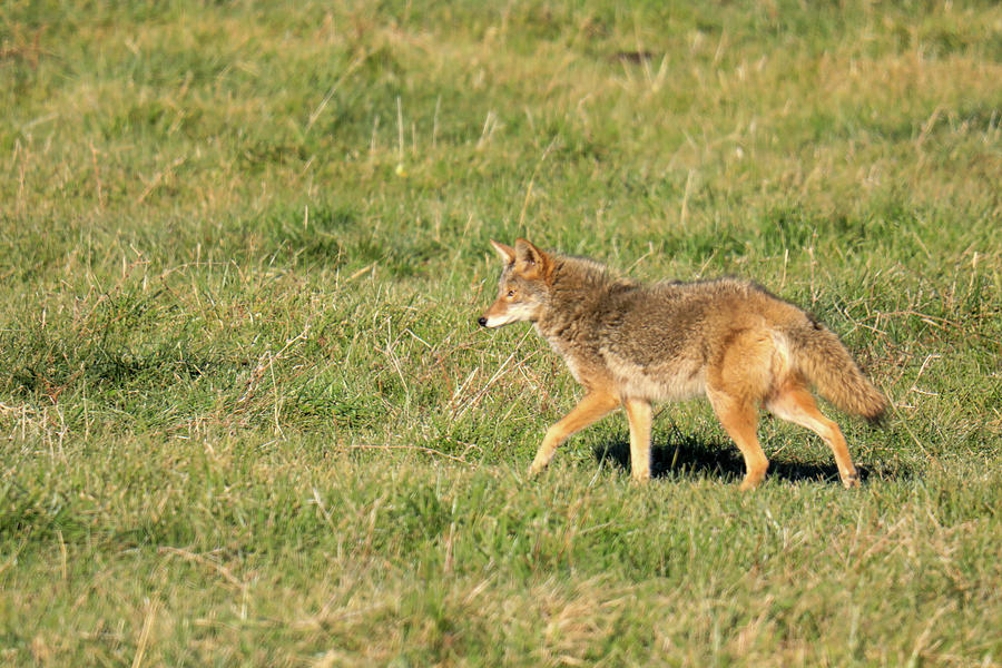 Coyote Trotting Along Photograph By Jeff Swan - Pixels