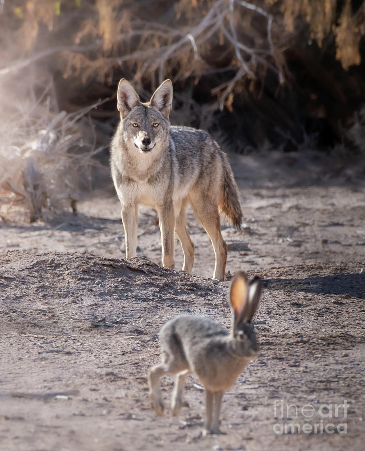 Coyote Versus Bunny Photograph by Jami Bollschweiler