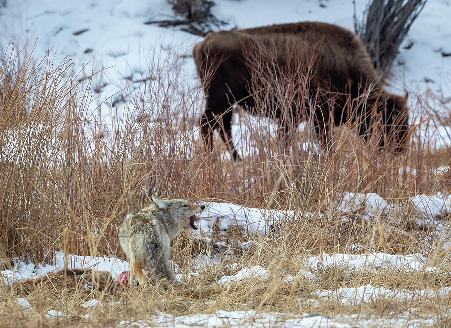 Coyote With Elk 2 by Michael Chatt Coyote With Elk 2 by Michael Chatt
