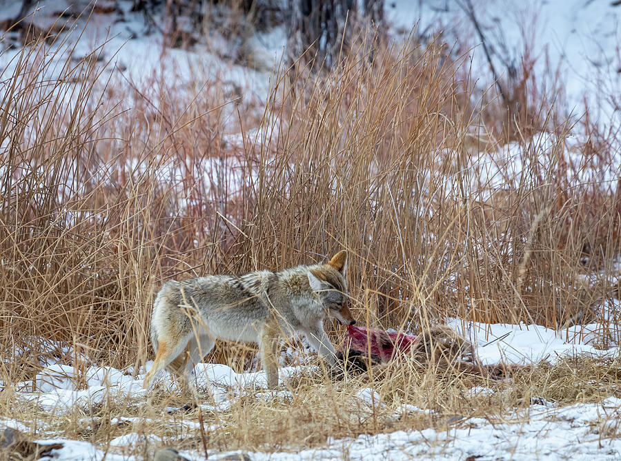 Coyote With Elk by Michael Chatt Coyote With Elk by Michael Chatt