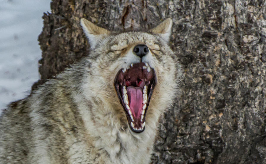 Yellowstone National Park Photograph - Coyote Yawn by Ashley Noble