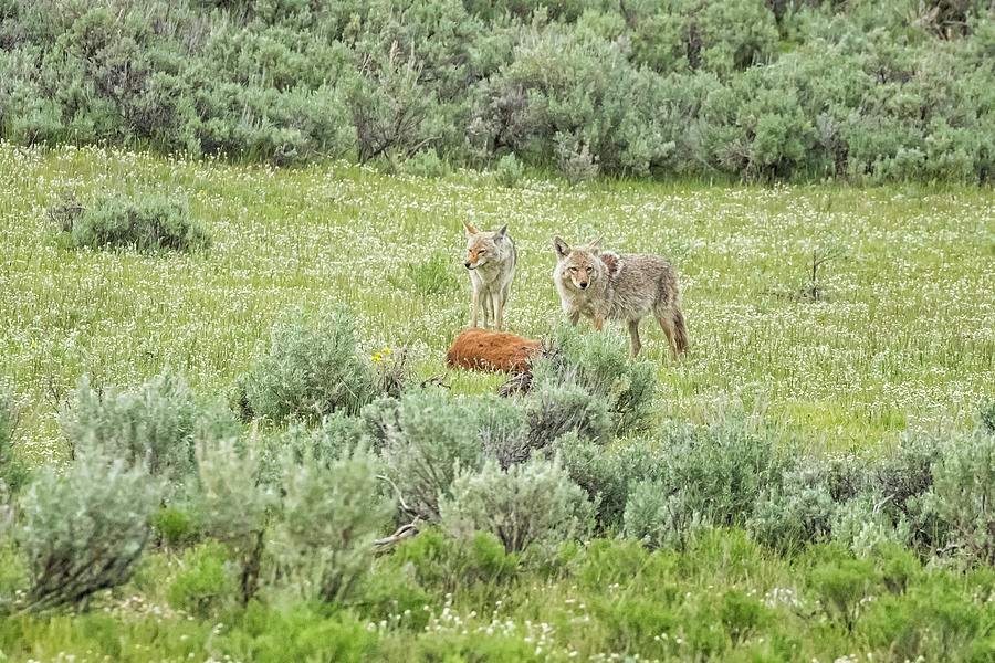 Coyotes with the Carcass of a Bison Calf, No. 2 Photograph by Belinda Greb