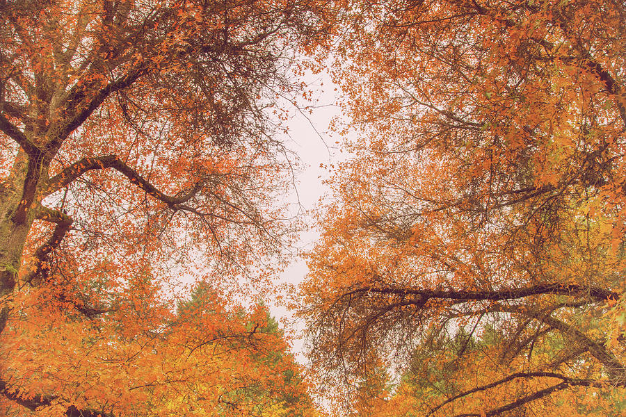 Cozy Autumn Dreams Photograph by Kunal Mehra