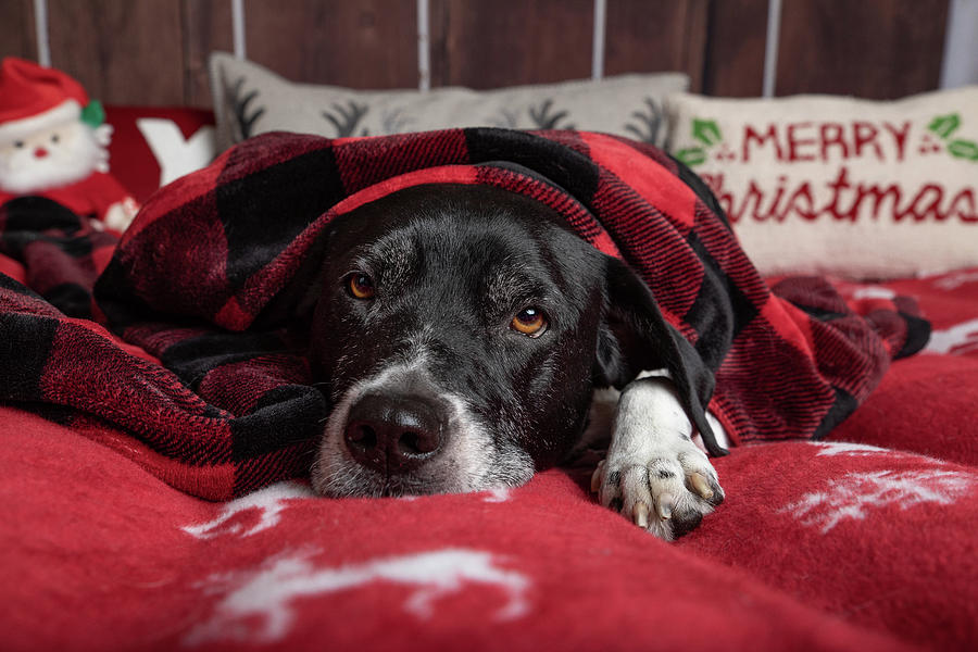 Cozy Christmas Pup Photograph by Denise Kopko
