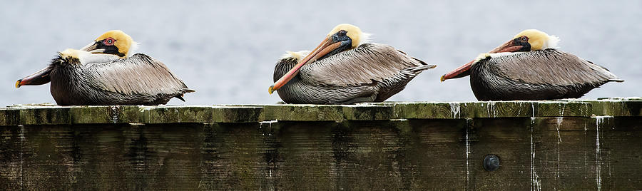 Cozy Pelicans Photograph by Andy Crawford