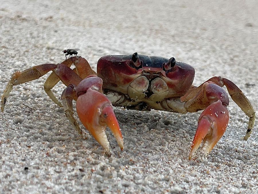 Crab and his friend Photograph by Brett Crawford - Fine Art America